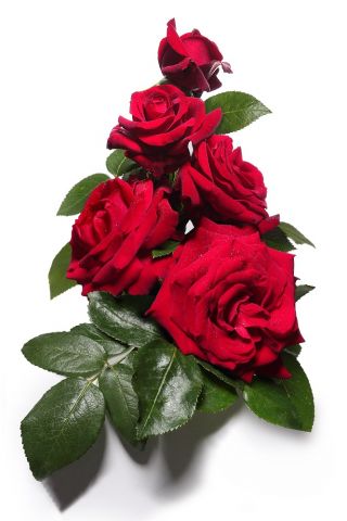 Velkokvětá růže - karmínově - sazenice v květináči - 