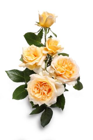Роза с едри цветя - тъмен екрю - саксий - 