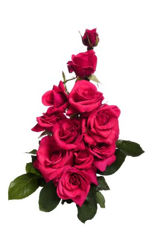Grootbloemige roos - donkerroze - ingemaakte zaailing - 