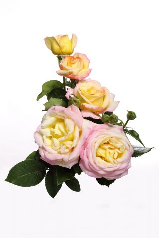 Троянда великоквіткова - лимонно-жовто-рожева - саджанець в горщику - 