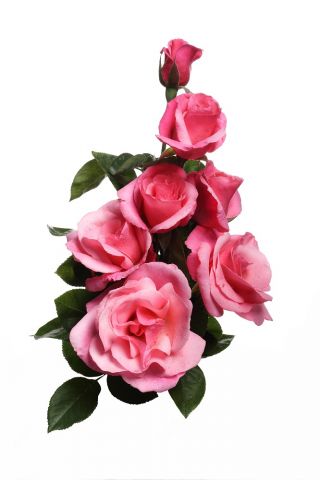 Роза с едри цветя - светло розово - разсад в саксия - 