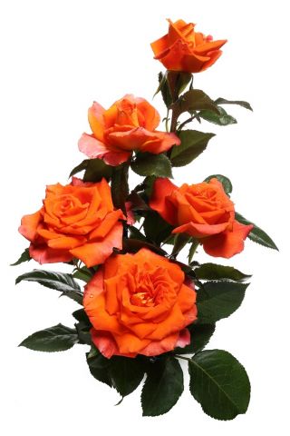 Nagy virágos rózsa - narancs - cserepes csemete - 