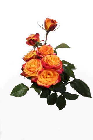 大輪のバラ-オレンジ-赤-鉢植えの苗 - 