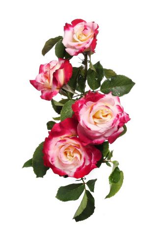 Trandafir cu flori mari - roz-alb - răsaduri în ghiveci - 