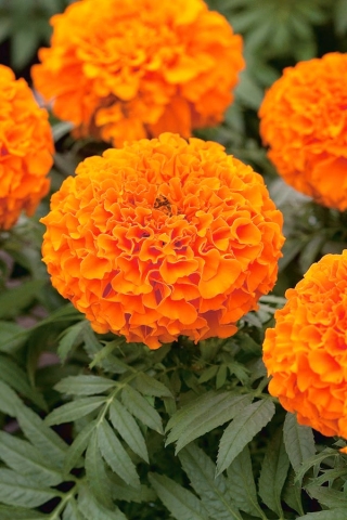 Trpasličí marigold "Calando" - pomaranč - 108 semien - Tagetes erecta  - semená
