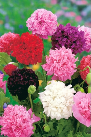 Opium poppy - campuran berbagai bunga ganda; poppy biji keladi - 1000 biji - Papaver somniferum
