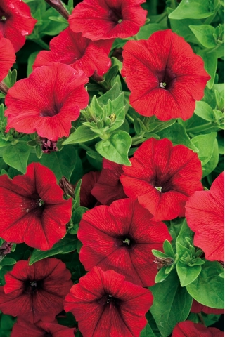Червена петуния "Каскада" - "Суперкаскадия" - 12 семена - Petunia x hybrida pendula