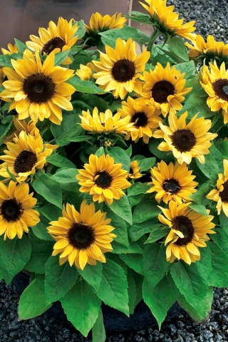 Home Garden - girasol ornamental "Baver" - para cultivo en interiores y balcones - Helianthus annus - semillas