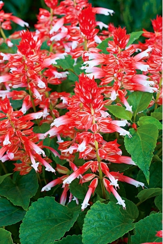 Praktsalvie - White RED Bicolour - 56 frø - Salvia splendens