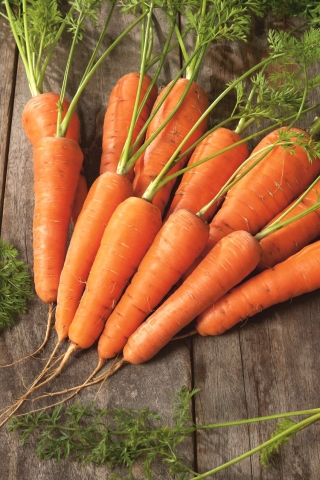 Carrot "Nantejska Polana" - medium-early variety - 5100 seeds