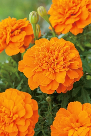 Fransız kadife çiçeği "Mandarin" - turuncu - 158 tohum - Tagetes patula nana  - tohumlar