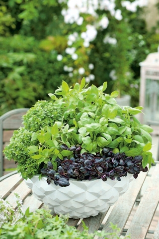 家庭花园 - 罗勒品种混合 - 用于室内和阳台种植;伟大的罗勒，圣约瑟夫“s-wort  -  325种子 - Ocimum basilicum  - 種子