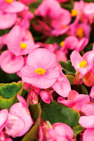 Pink Wax Begonia sēklas - Begonia semperflorens - 1200 sēklas