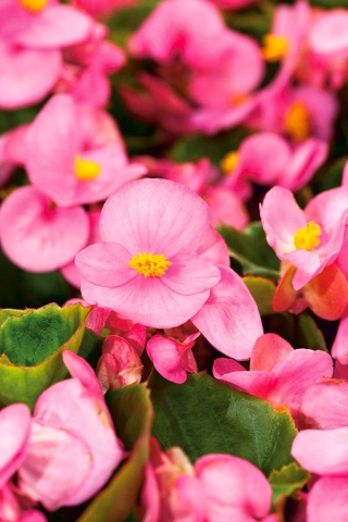 Pink Wax Begonia seeds - Begonia semperflorens - 20 seeds – Garden