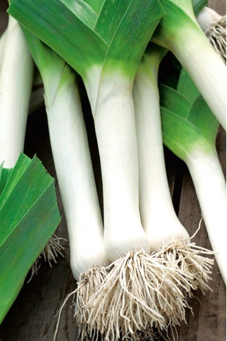 BIO - Pırasa - sertifikalı organik tohumlar - Allium porrum