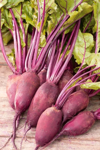 Beetroot "Rival" - 100 g of seeds - 10000 seeds