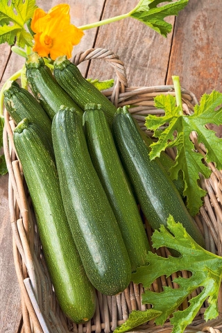 Zucchini "Astra Polka" - 100 g of seeds - 700 seeds