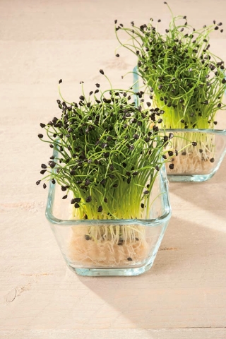 Microgreens - בצל חורף - עלים צעירים עם טעם יוצא דופן - Allium fistulosum  - זרעים