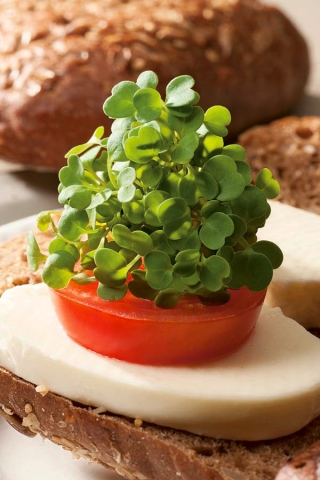 Microgreens - Зеленая капуста - молодые листья с исключительным вкусом - 900 семян -  - семена