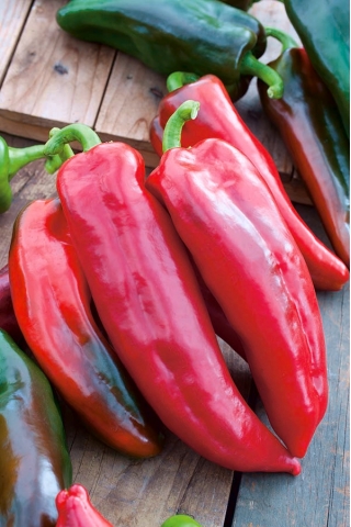 Pepper "Condo di Toro Rosso" - giống ngọt - 42 hạt - Capsicum L.