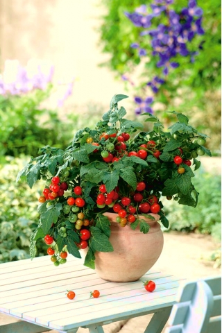 עגבניות "Balkoni האדום F1" - עבור מרפסת המרפסת - Lycopersicon esculentum Mill. - זרעים