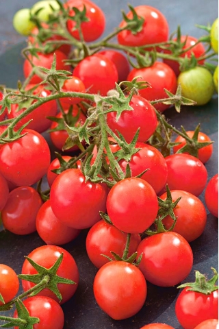 Tomato "Gartenperle" - fruct de culoare rosie, de culoare rosie - Lycopersicon esculentum Mill  - semințe