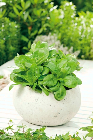 Horta - salada de milho - para cultivo interno e varanda - Valerianella locusta - sementes