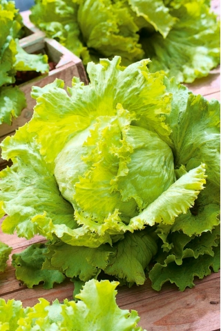 Ledový salát "Královna léta" - raná odrůda - Výsevní pásky - Lactuca sativa L.  - semena