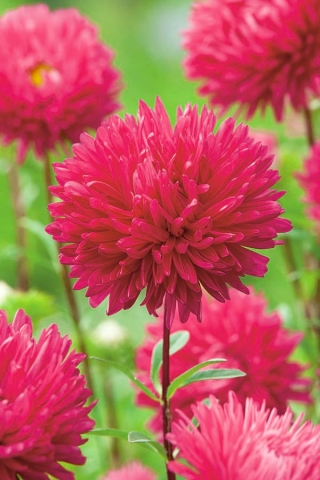 Peony-flowered aster "Magdalena" - pink-crimson - 360 biji - Callistephus chinensis  - benih