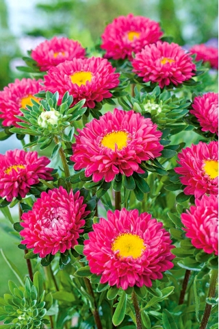 Semi-double aster "Spark" - pink