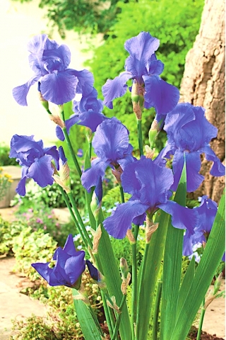 Ирис германица Блуе - булб / тубер / роот - Iris germanica