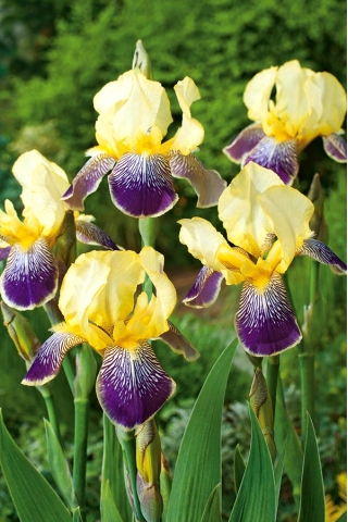 Iris germanica Ungu dan Kuning - bebawang / umbi / akar