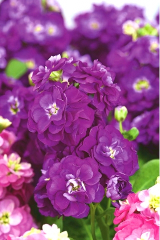 Galeria "Varsovia Rena" - amaranth-violet; flori gilly - Matthiola incana annua - semințe