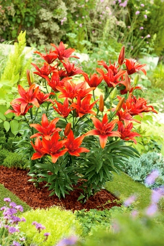 Double Asiatic lily - Red Twin - Lilium Asiatic Red Twin