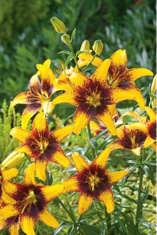 Lilijas - Yellow & Brown - Lilium