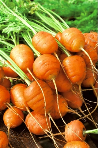 Carrot "Mercado de Paris 3" - Paris-type, round variety