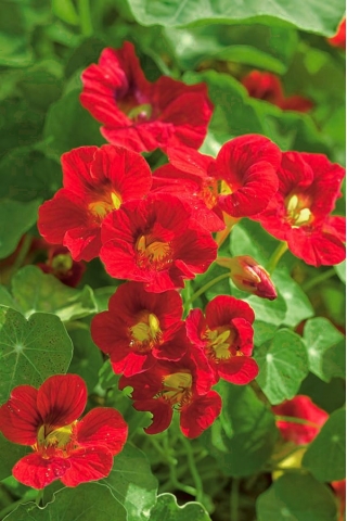 들어온다 nasturtium "Scharlachglanz"- 빨간색 - Tropaeolum majus - 씨앗