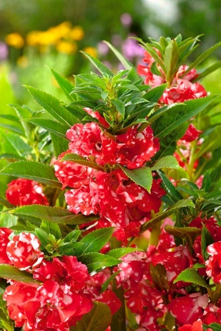 Садовий бальзам "Кая"; садовий ювелірний порошок, троянд бальзам, плямистий щеняч, дотик-ні - Impatiens balsamina - насіння