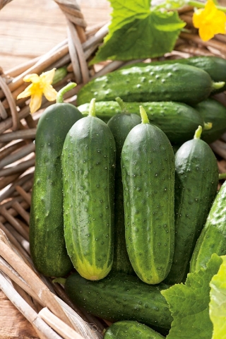 Cucumber "Aston F1" - parthenocarpic variety for cultivation under covers