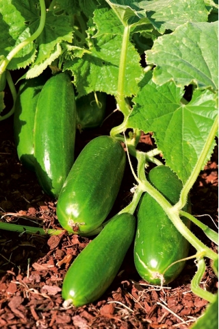 Castravete "Iznik F1" - soi de salată pentru cultivare în vase - 7 semințe - Cucumis sativus