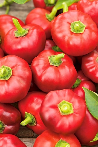 فلفل "اسکندر" - انواع تزیین قرمز تیره و نوع گوجه فرنگی برای کاشت در مزرعه و تونل - 65 دانه - Capsicum L.