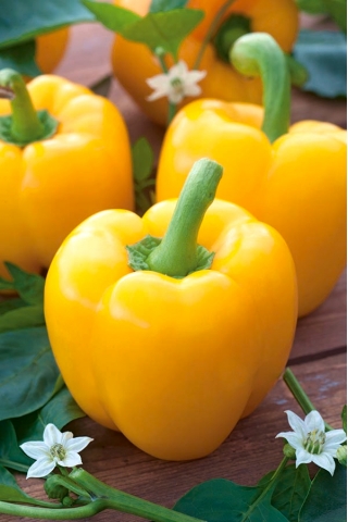 甜椒'Calipso' - 黄色品种推荐用于低矮隧道和野外种植 -  Capsicum annuum - Calipso - 種子