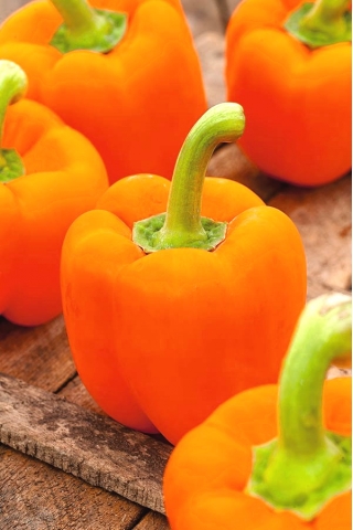 Paprika "Lamia" - pomerančová odrůda pro pěstování v tunelech a na poli - Capsicum annuum - Lamia - semena