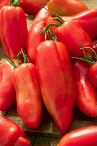 番茄“Cornabel F1” - 高大，温室品种--15粒种子 - Lycopersicon esculentum Mill  - 種子