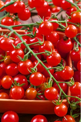 Tomaatti - Sweetbaby - Lycopersicon esculentum Mill  - siemenet