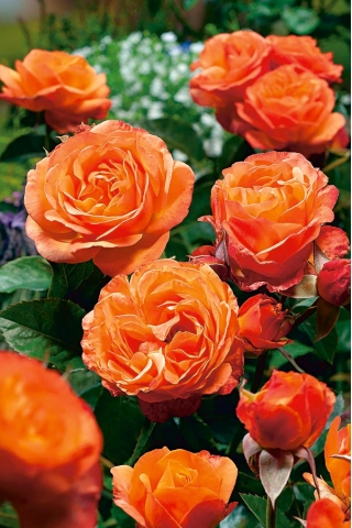 Cây hoa hồng bụi - cam - cây giống trong chậu - 