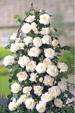 Klatrende rose - hvid potteplante - 