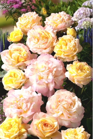Lezecká růže - citronově žlutá - růžová - sazenice v květináči - 