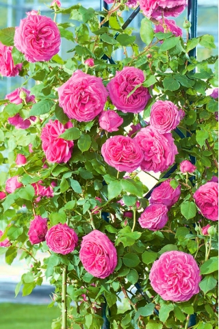 Катереща роза - розов - саксиен разсад - 