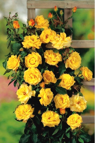Climbing rose - yellow - seedbed - 